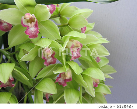 洋ラン　シンビ（伊都の神秘） 6120437