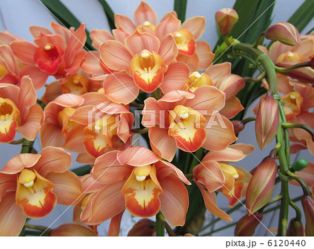 洋ラン　シンビ（ミルクティー） 6120440