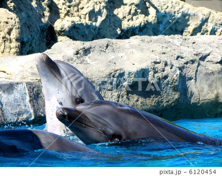 イルカの集合 イルカの集合 6120454