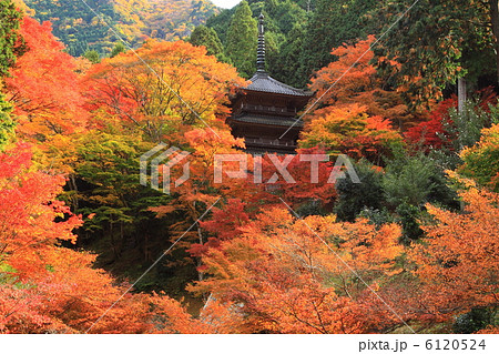 秋の京都丹波笹山高源寺 6120524