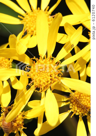 ツワブキ 6120740