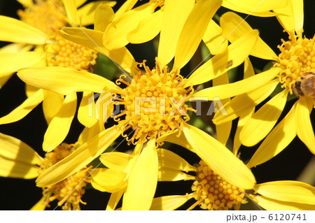 ツワブキ 6120741