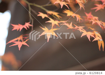 紅葉 紅葉 6120814