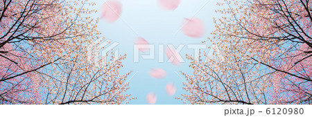 さくら さくら 6120980