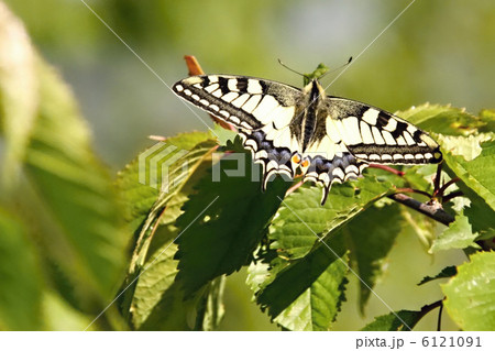 Butterfly 6121091
