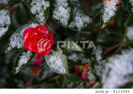 雪化粧した山茶花 雪化粧した山茶花 6121093