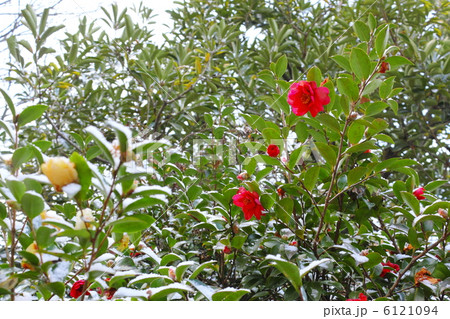 山茶花 山茶花 6121094