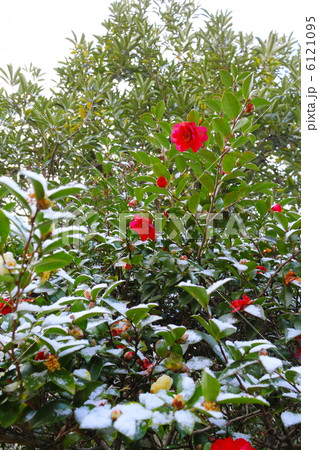 山茶花 山茶花 6121095