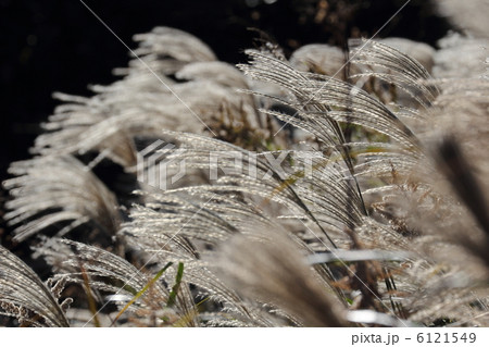 川内峠のすすき　 6121549