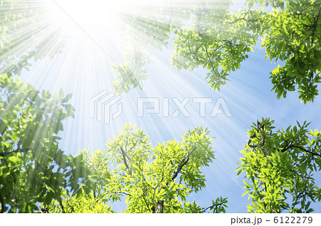 新緑・光イメージ 6122279