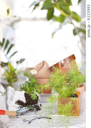 ガーデニング ガーデニング 6123993
