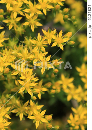 メキシコマンネングサの花 6125825
