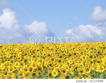ヒマワリ 6125896