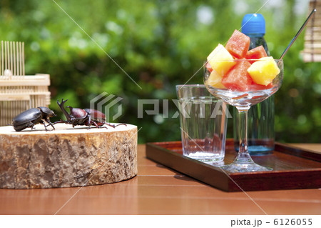 切り株とカブトムシ 6126055