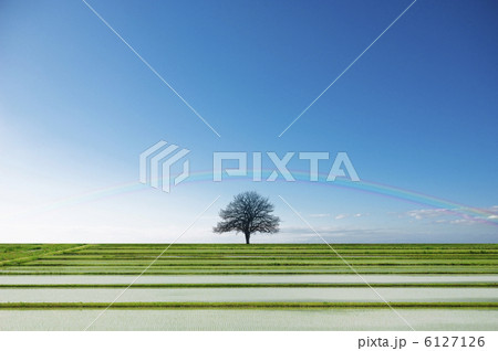 木の上にかかる虹 木の上にかかる虹 6127126