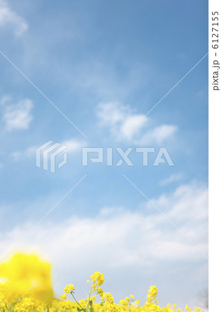 青空と菜の花畑 6127155