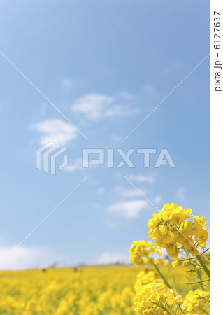青空と菜の花畑 青空と菜の花畑 6127637