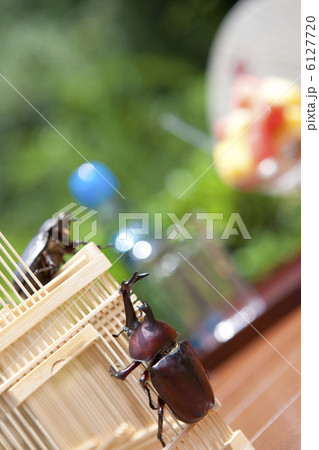 虫かごとカブトムシ 6127720