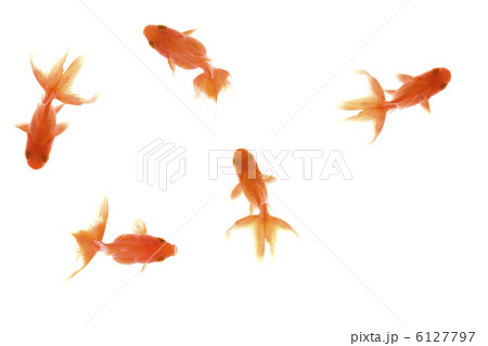 金魚 6127797