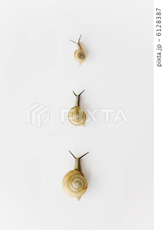 カタツムリ親子 6128387