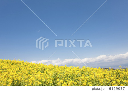青空と菜の花畑 6129037