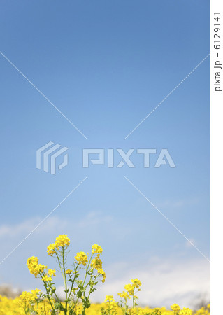 青空と菜の花畑 青空と菜の花畑 6129141