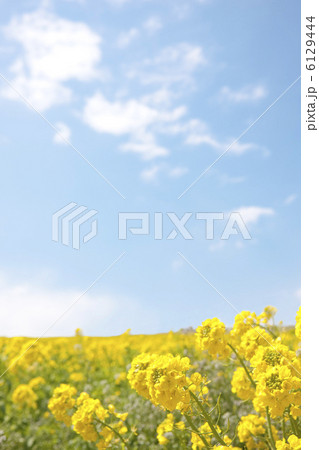 青空と菜の花畑 6129444