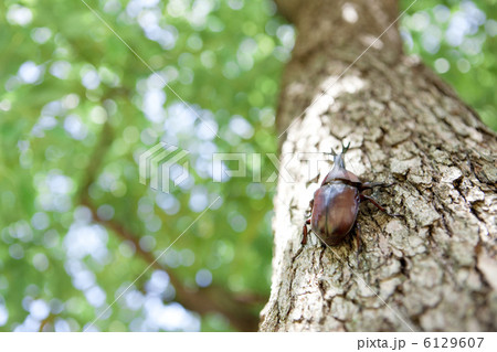 カブトムシ 6129607