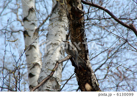 ヒヨドリ 6130099