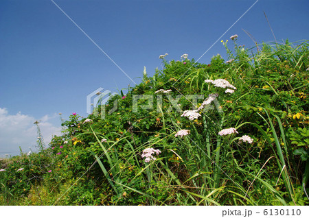 ノコギリソウ 6130110