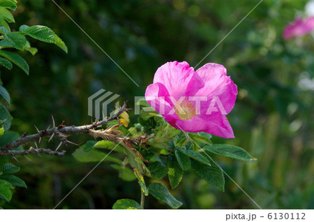 ハマナス 6130112