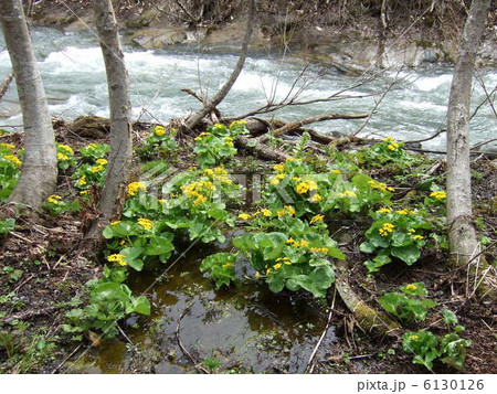 えぞのりゅうきんか 6130126