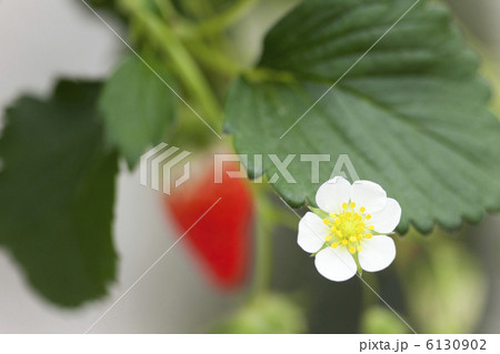 イチゴの花と実 イチゴの花と実 6130902
