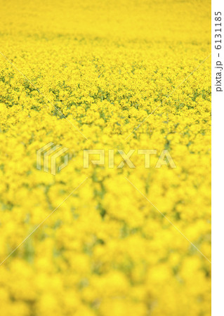 菜の花畑 6131185