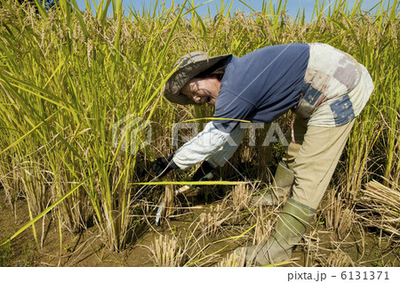 稲刈りする農家の女性 6131371