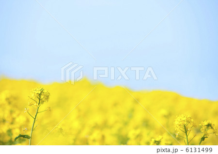 菜の花畑 6131499
