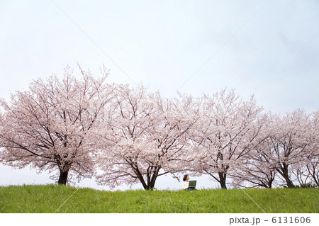 芝生に座ってパソコンする女性とサクラ 芝生に座ってパソコンする女性とサクラ 6131606
