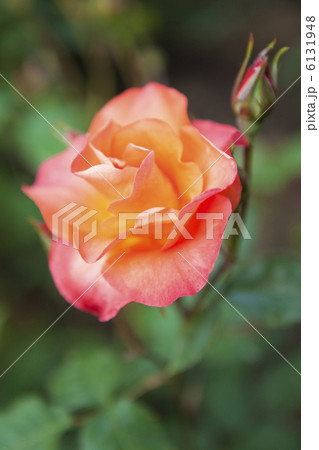 バラと青空 6131948