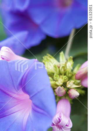 アサガオ 6132001