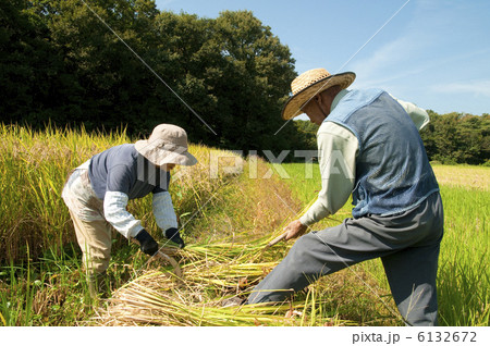 稲刈りする農家の老夫婦 6132672