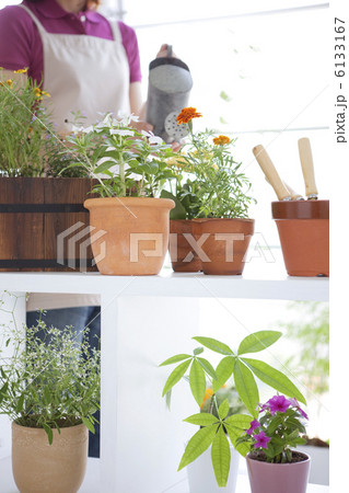 鉢植えの花に水遣りをする女性 鉢植えの花に水遣りをする女性 6133167