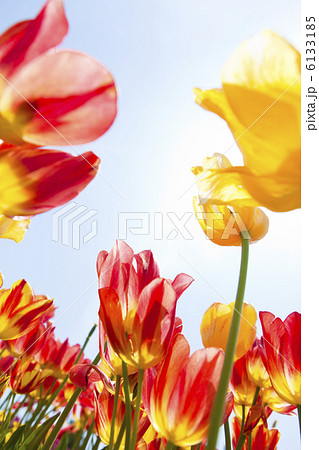 チューリップ 6133185