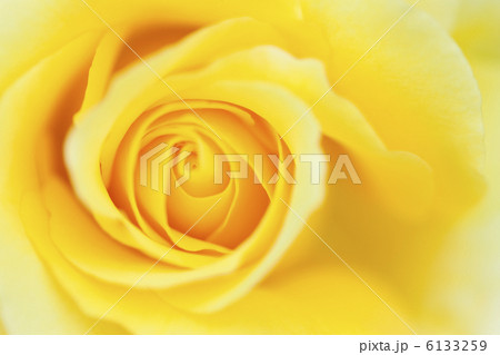 黄色いバラのアップ 6133259