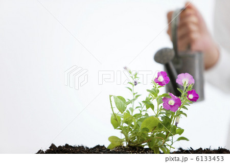 じょうろで花に水遣りをする手 じょうろで花に水遣りをする手 6133453