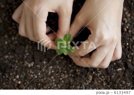 苗を植える手 6133497