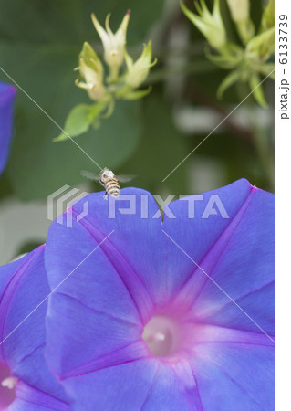 アサガオとハチ アサガオとハチ 6133739