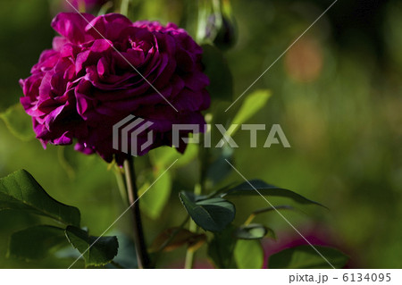 バラ 6134095
