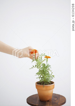 花に触れる手 花に触れる手 6134208