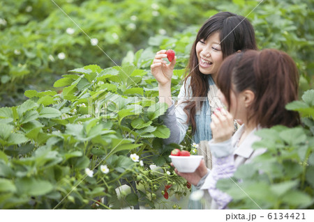 イチゴを手にとる日本人女性2人 6134421