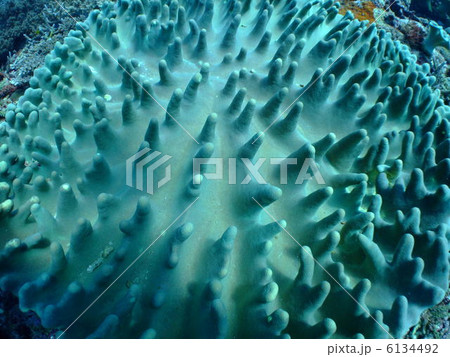 珊瑚礁 珊瑚 海 沖縄 慶良間諸島 ソフトコーラル 珊瑚礁 珊瑚 海 沖縄 慶良間諸島 ソフトコーラル 6134492